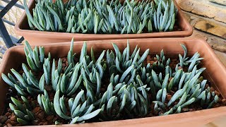 GROWING BLUE CHALK  SENECIO SERPENS  PROPAGATION AND CARE GUIDE [upl. by Leirrad]