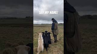 Labrador Retrievers just waiting for their name Gundog Training dog [upl. by Notnelc]