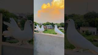 Apne 2 kabutar Kho gye 🕊️❤️🫶🏻 likeandsubscribe pigeon kabutarvlog bird dailyvlog minivlog [upl. by Ees]