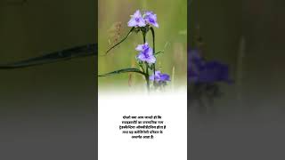 Spiderwort plant botanical name shorts agriculture knowledge facts [upl. by Gilmore]