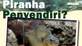 Piranha Penyendiri “serrasalmus marginatus” [upl. by Jairia]