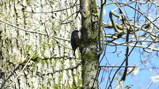 Nuthatch calling in the forest  Kleiber ruft im Wald [upl. by Audsley]