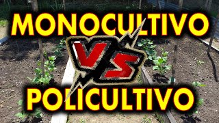 Monocultivo VS policultivo [upl. by Maze371]