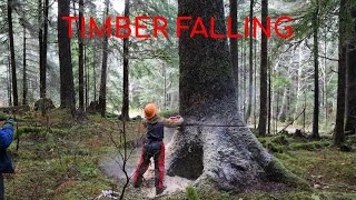 Falling Big Sitka Spruce Trees [upl. by Mendelson178]