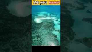 Great barrier reef  world biggest coral reef fact reef world [upl. by Solokin]