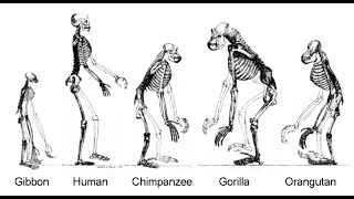 Apes Hominoidea [upl. by Anahsal]