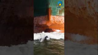 आखिर डॉल्फिन जहाज के आगे क्यों तैरती हैं🤔  Why do dolphins swim in front of ships facts science [upl. by Avera]