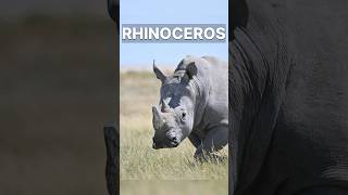 Meet the Rhino Nature’s Strongest Herbivore rhinos wildlifeinsights wildlife [upl. by Sleinad]