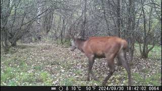 wildlife capreolus nature forest wildanimals wildanimal [upl. by Nitsid641]