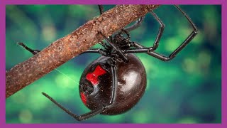 Southern Black Widow Spider Latrodectus mactans [upl. by Gaylor817]