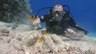 Diving in Sharm El Sheik [upl. by Ingalls445]