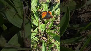 Дукачик грянець Lycaena phlaeas біля Одри nature insects [upl. by Oirogerg284]