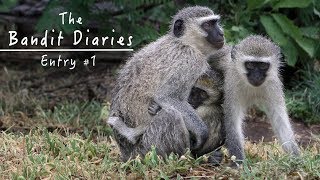 Wild Vervet Monkeys  Peaceful Nature Documentary HD  The Bandit Diaries  Entry 1 [upl. by Igor892]