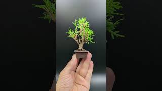 【豆盆栽】Platycladus orientalis  コノテガシワ 2023年9月13日 bonsai 盆栽 mamebonsai bonsaipot [upl. by Selia]