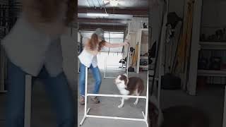 How to use agility to teach self control with excitable dog dogs puppy agility [upl. by Eevets]