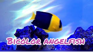 New Reef Fish BICOLOR ANGELFISH [upl. by Luthanen291]