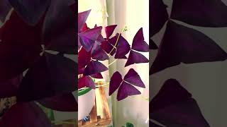 Oxalis Triangularis  False Shamrock  Love Plant [upl. by Waverley]