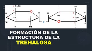 Bioquímica FORMACIÓN DE LA ESTRUCTURA DE LA TREHALOSA [upl. by Alten]