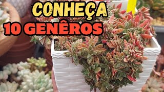 CONHEÇA 30 tipos de SUCULENTAS de VARIOS GENEROS [upl. by Mulcahy612]