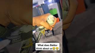 funny sound  Baldur funny memes  machli ghr  Abhishek Sharma parrot [upl. by Rivkah569]