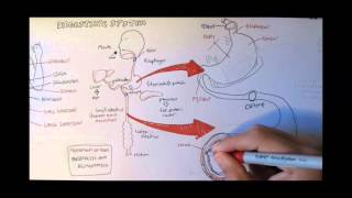 Digestive System Anatomy [upl. by Donia11]