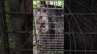 Huge Nutria Wasn’t Happy With His Predicament shorts nutria trapping [upl. by Allx774]