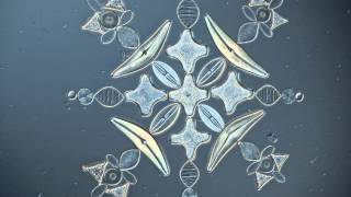 Arranged Diatoms in a Star Pattern  3D Rendering [upl. by Edijabab]