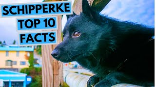 Schipperke  TOP 10 Interesting Facts [upl. by Iong561]