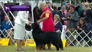 Bernese Mountain Dogs  Breed Judging 2022 [upl. by Shamrao376]