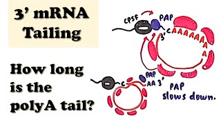 3 mRNA Polyadenylation  mRNA posttranscriptional processingmodifications  3 polyATailing mRNA [upl. by Levey326]