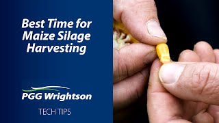 Best Time for Maize Silage Harvesting  PGG Wrightson Tech Tips [upl. by Bollay]