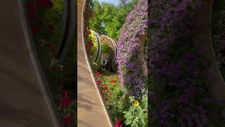 Miracle garden dubaimiraclegardendubaiattractionsdubaidiaries [upl. by Celisse]