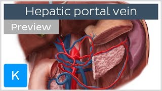 Hepatic Portal Vein preview  Human Anatomy  Kenhub [upl. by Inoj345]