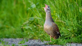 Spotting the Elusive Corncrake  The quotCrex crexquot Call [upl. by Lokim965]