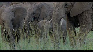 Elephant herd gets spooked elephants [upl. by Zahara]