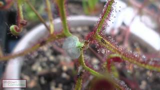 Carnivorous plants Drosera binata var multifida f extrema vs Green Lacewing [upl. by Fatimah]