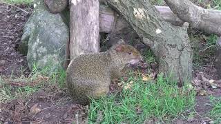 Newquay Zoo 14th August 2024 [upl. by Malaspina]