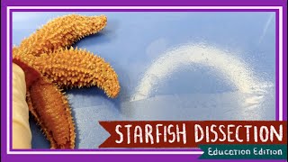 Starfish Sea Star Dissection  Neither Star Nor Fish EDU [upl. by Katherina]