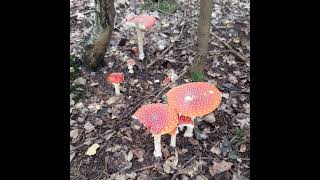 Toadstools music nature toadstool [upl. by Anifur622]