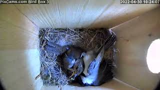 Chickadee attacks house wren inside nest box while wren raiding chickadee box 4302022 [upl. by Zusman]