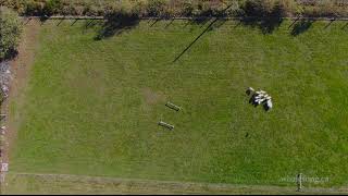 Border Collie Herding Sheep in Lunenburg Nova Scotia [upl. by Inram355]