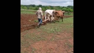 Oxen Plowing Our Farm [upl. by Eirahs901]