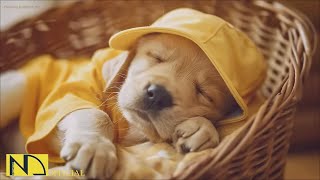 20 HOURS of Dog Calming Sleep Music🐶💖Anti Separation Anxiety Relief🦮🎵 Dog Soothing Music⭐NadanMusic [upl. by Urba]