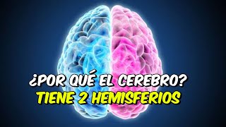 Por qué el Cerebro Tiene dos Hemisferios  Hemisferios Cerebrales y sus Funciones [upl. by Rettke]