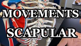 How does the scapula move  Scapular Movements Video  Human Anatomy  Ohio University [upl. by Aerbua]