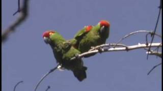 Thickbilled Parrots in Chihuahua Mexico [upl. by Jacklin]