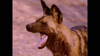 National Geographic  Okavango Africa Wild Oasis 1996 [upl. by Alyhc]