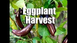 When and How to Harvest Eggplant [upl. by Retsim]