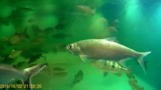 Two IndoPacific tarpon 15quot 2 years old in 4500 gal Dec 2016 [upl. by Ettenim]