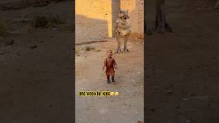 TRex dinosaurs video dinosaur shorts trending comedy video [upl. by Nilyad]